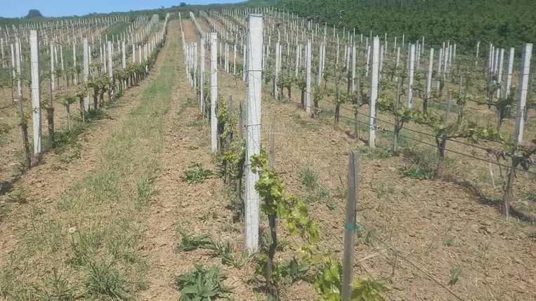 Növényvédelem a szőlőben