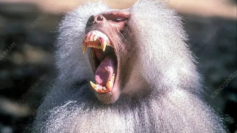 A hím páviánok borzalmas árat fizetnek a szerelemért 