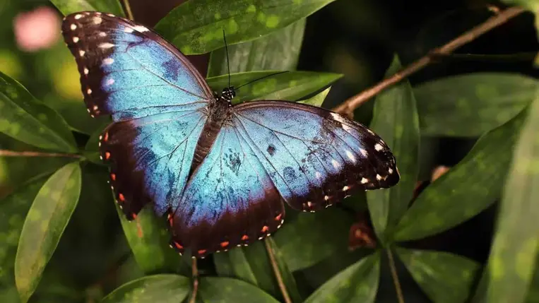 Az elmúlt két évtizedben a lepkék több mint ötöde eltűnt 
