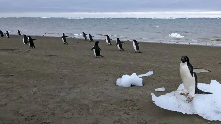 A pingvinguano enyhíti a klímaváltozást a Déli-sarkon 