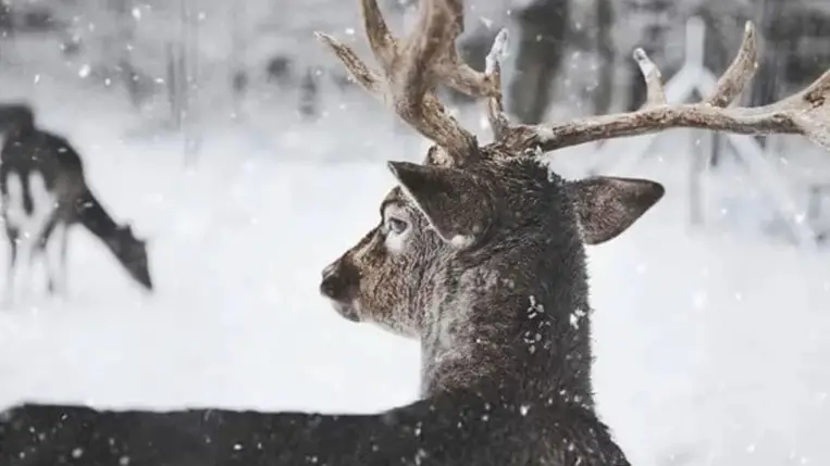 Rénszarvasok pusztulnak a finn hőségben 