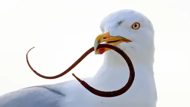 Sirályok meglepő étrendje: sokkoló szokást azonosítottak 