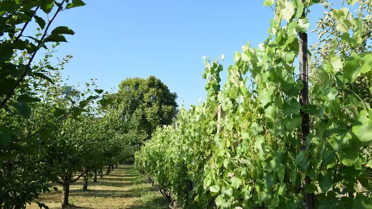 Szőlőtermesztés – 2025 - Hajtásválogatás, fürtritkítás, tőketerhelés. Fotó: Kárpátinfó/ Kovács Elemér  