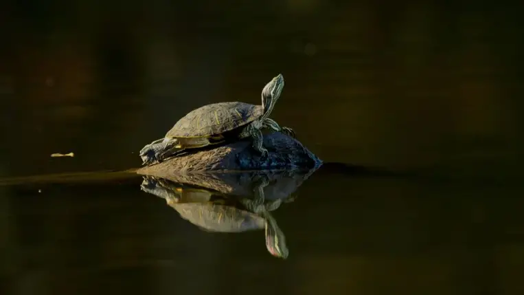 A teknősök szervezete új reményt adhat a rák legyőzésére 