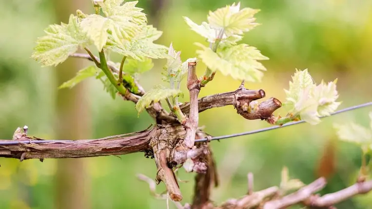 A tisztító metszés