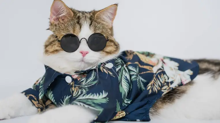 Tolvaj macska tartja rettegésben a szomszédságot – nem fogja kitalálni, mit lop el. Illusztráció. Fotó: Internet