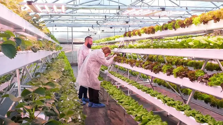 Kárpátalja / Ukrajna / Fóliás zöldségtermesztés / Zöldségtermesztés / Zöldséghajtatás / talajproblémák / Hidropónia / Akvapónia / Aeropónia / Kárpátalja hírek / kárpátaljai gazdák / termesztéstechnológia