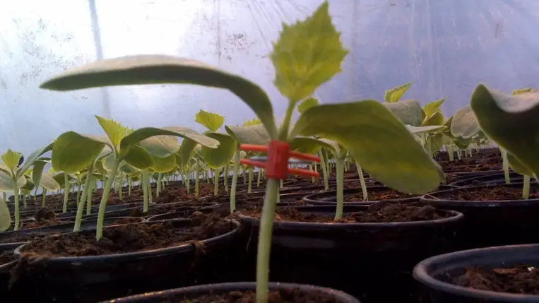 Új utakon a fóliasátras zöldségtermesztésben, avagy megoldások a talajproblémákra (4.)