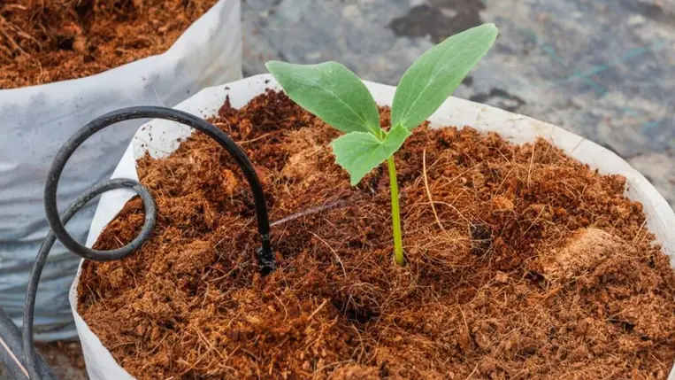 Új utakon a fóliasátras zöldségtermesztésben, avagy megoldások a talajproblémákra (5.)