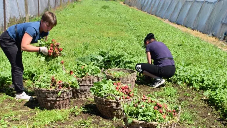 Kárpátalja / Ukrajna / Zöldségtermesztés / Fóliás zöldségtermesztés / retek / retekszezon / szabadföldi zöldségtermesztés / kárpátaljai gazdák / Kárpátalja hírek / Zöldségpiac