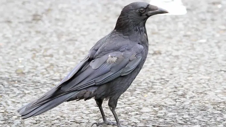 Érdekes felfedezés: A varjak értik a geometriát 