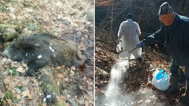 Afrikai sertéspestis esetét regisztrálták Kárpátalján