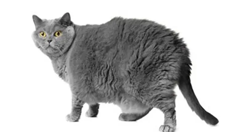 A dagadt cicák kora lejárt: jön a macskák Ozempicje, megkezdték a tesztelését.Illusztráció. Fotó: Shutterstock
