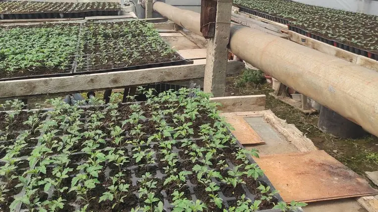 Az új szezon a palántanevelőben kezdődik! - A palántanevelő fóliasátorról