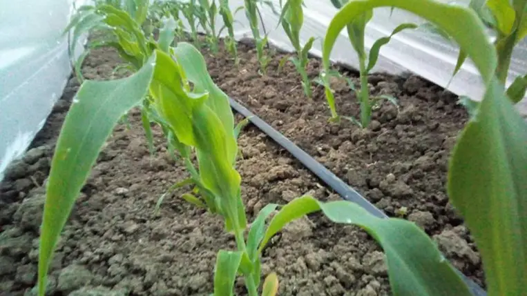 Szezon előtti esélylatolgatás - Lesz-e csemegekukorica bőven?