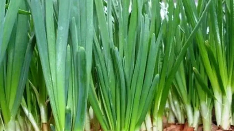 A legkorábbi hajtatott vitaminforrásunk (II.)