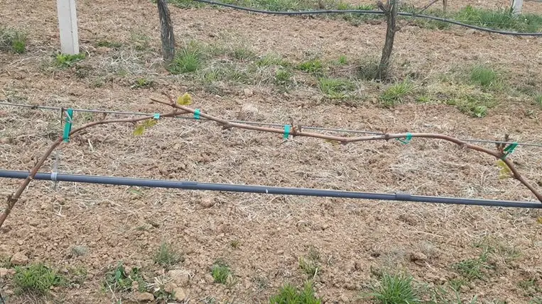 Tavaszi fagykárok után: hogyan folytassuk a növényvédelmet?