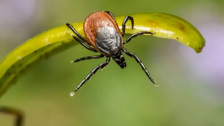  Kárpátalján a Lyme-kór és a kullancs encephalitis fertőzés kockázatára figyelmeztetnek