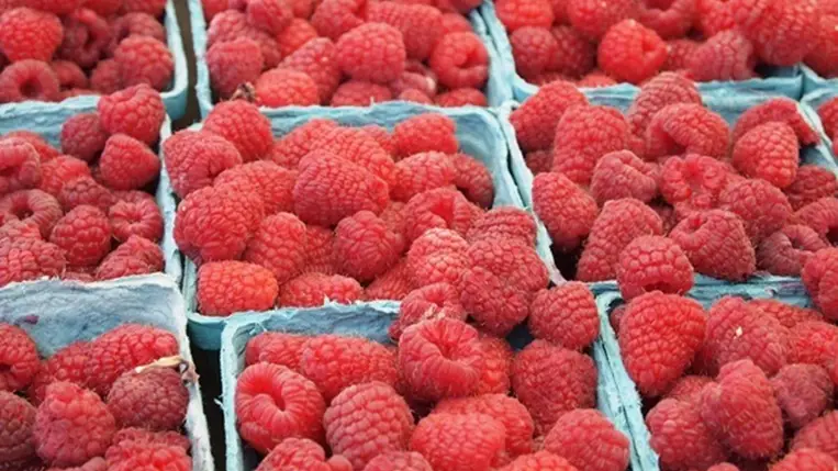 Rekordközeli növekedés: Ukrajna több mint 50 százalékkal növelte a fagyasztott bogyós gyümölcsök exportját. Illusztráció