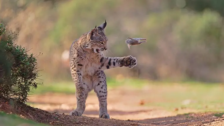Vadászó hiúz és repülő rágcsáló – ez lett 2026 közönségdíjas természetfotója. Kiemelt kép forrása: az Év természetfotósa (Wildlife Photographer of the Year) nevű Facebook-oldal