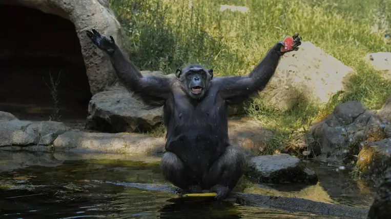 Olyasmi derült ki a csimpánzokról, ami teljesen megdöbbentette a kutatókat. Illusztráció. Fotó: Europa Press News / Getty Images