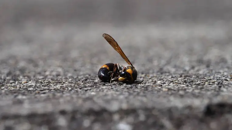 A csend bizonyítja, hogy beléptünk az ökoszisztéma összeomlásának előszobájába. Illusztráció. Fotó: Phil Woodall / 500px / Getty Images