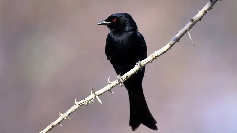 Egy szuahéli drongó. Fotó: Wolfgang Kaehler / LightRocket / Getty Images