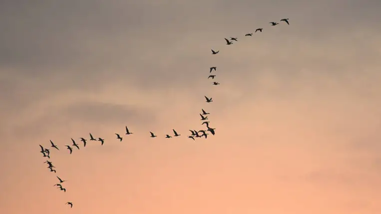 A vadludak iránytűje a mágneses mezőhöz igazodik Fotó: Shutterstock