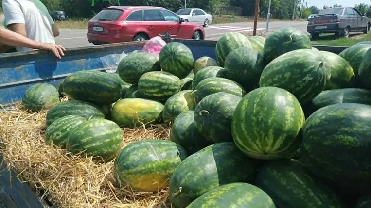 Piacon az első hazai dinnye