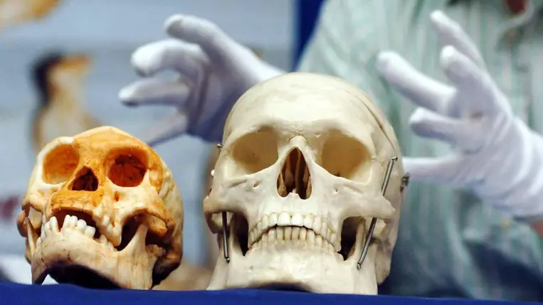 A Liang Bua-i barlangban talált koponya egy Homo sapiens koponya mellett. Fotó: Johnny Green - PA Images / PA Images / Getty Images