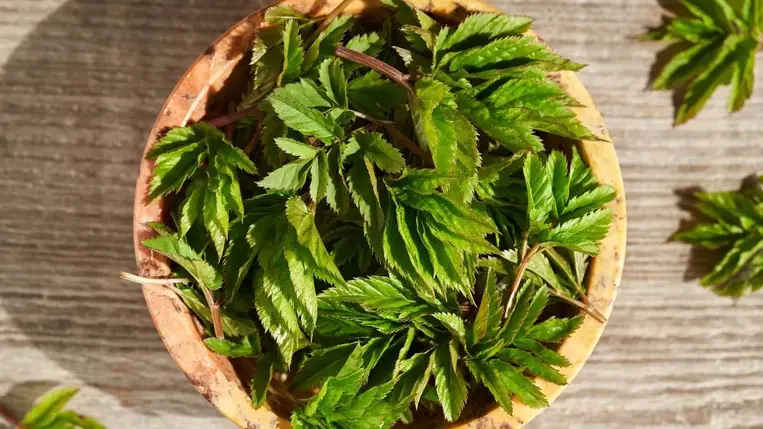 A jiaogulan növényben lévő szaponinok segítenek rendbe tenni a koleszterinszintet, és közben „megolajozzák” az anyagcserét is Fotó: 123RF