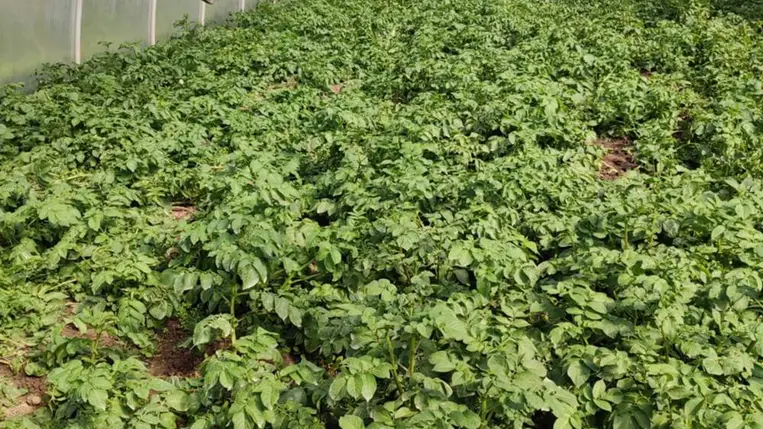 A burgonyánál is számít a koraiság