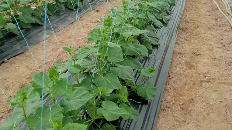 A jövedelmezőség tekintetében továbbra is a koraiság a mérvadó