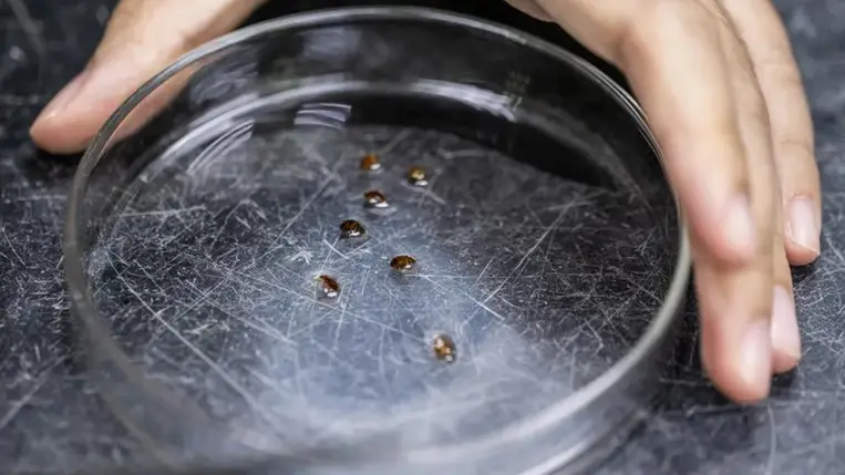 Megvan a titkos fegyver, amitől az ágyi poloskák valósággal rettegnek