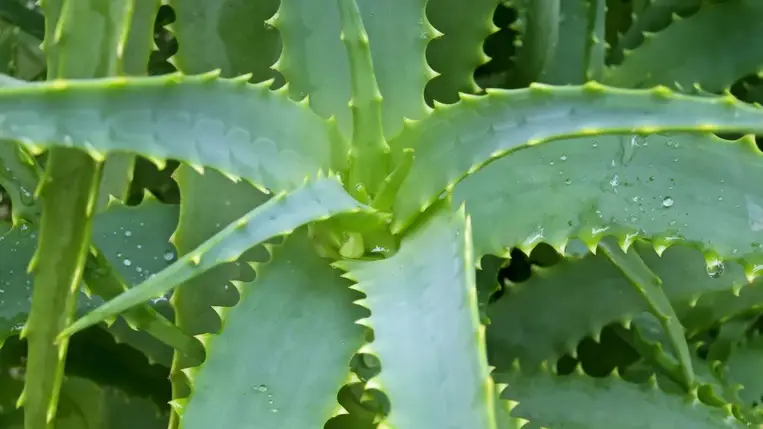 Mit tehet a szervezetedért az aloe vera ital rendszeres fogyasztása?