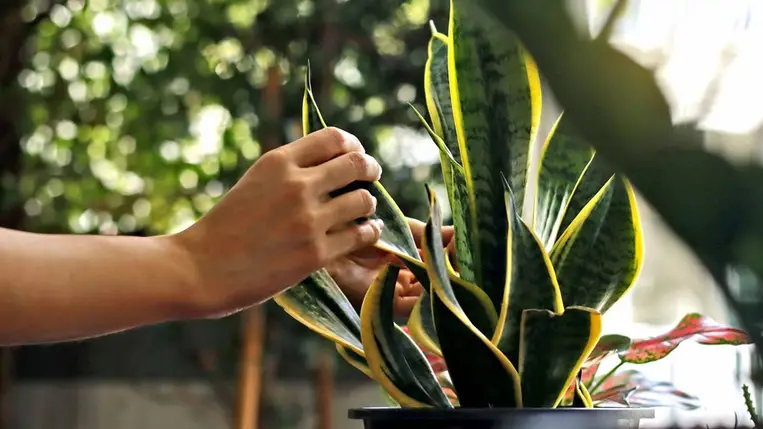 Ez az egyszerű szobanövény kivédi a wifi káros sugárzását?