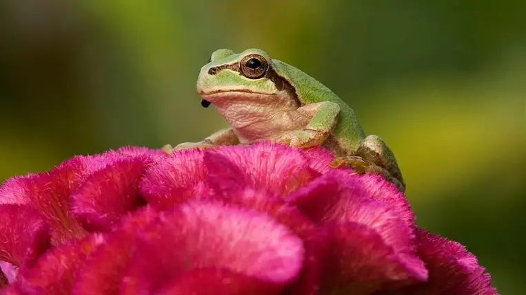 Daganatpusztító csodafegyvert találtak a tudósok