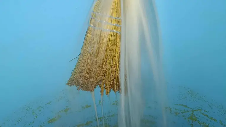 Borhibák és borbetegségek – A 2025-ös évjáratban is figyeljünk a megelőzésre