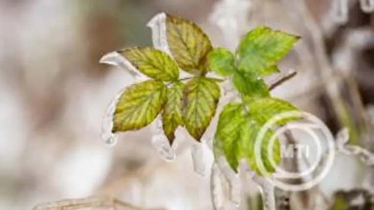 Levelekre fagyott csapadék a havazás után Kékestetőn 2025. november 21-én. MTI/Komka Péter