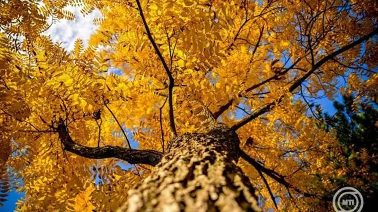 Őszi színekben pompázó fa Debrecenben 2025. október 14-én. MTI/Czeglédi Zsolt