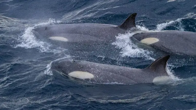 Vérfagyasztó módon kezdenek viselkedni a kardszárnyú delfinek