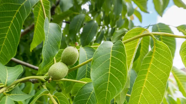 Csodaszer a népi gyógyászatban ennek a fának a levele: a gyulladást is csökkenti