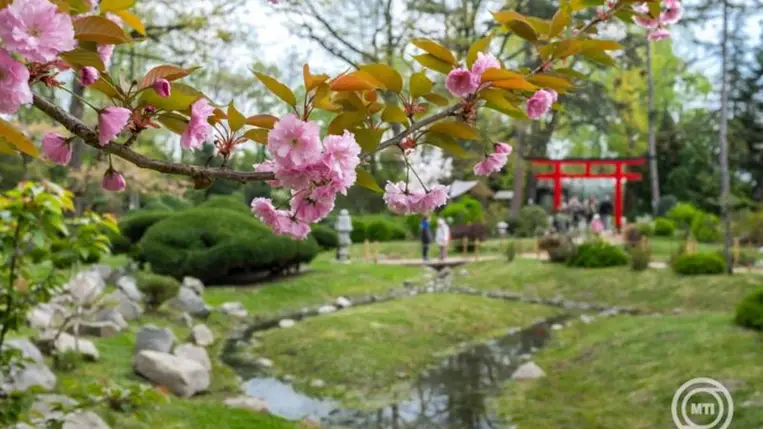 Cseresznyefa-virágzás a Szegedi Tudományegyetem Füvészkertjének Japánkertjében 2026. április 11-én. A kertben ezen a napon a japán hagyomány szerinti hanamit tartják, a cseresznyefa-virágzásban való gyönyörködés ünnepét. MTI/Oláh Tamás