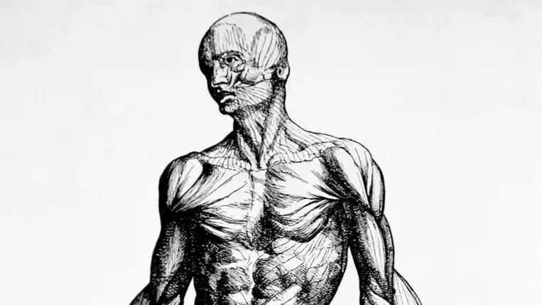 Amit rosszul tudsz az emberi testről: megdöbbentő tények és tévhitek