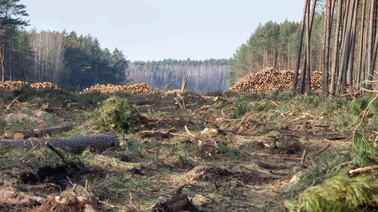 Így lehet gyorsítani az erdők újraképződését