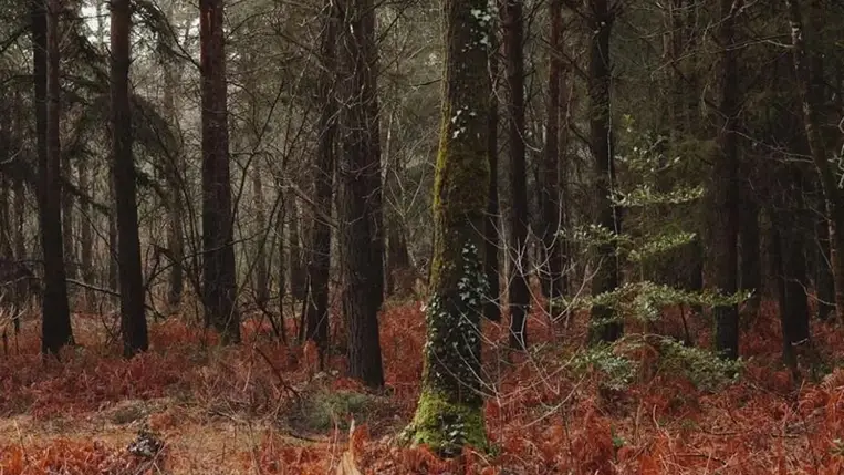Az erdei talaj rejtheti a klímaváltozás megoldásának kulcsát
