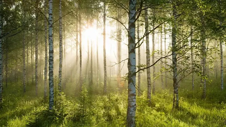 Titkos fegyver lehet a fák kérge