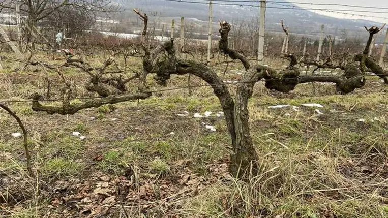 Felkészülés a metszésre