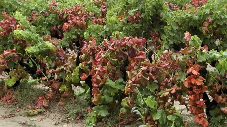 Aranyszínű sárgaságot okozó fitoplazma - Küszöbön az új filoxéra vész?