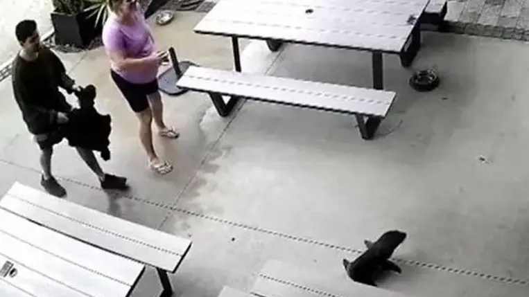 Fókafióka sétált be egy új-zélandi kocsmába.Illusztráció. Fotó: Internet